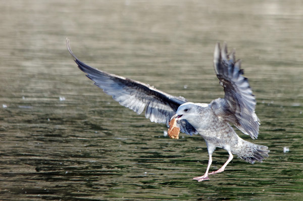 Gull averse travels