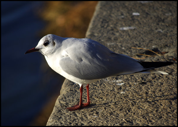 Gull of the Po