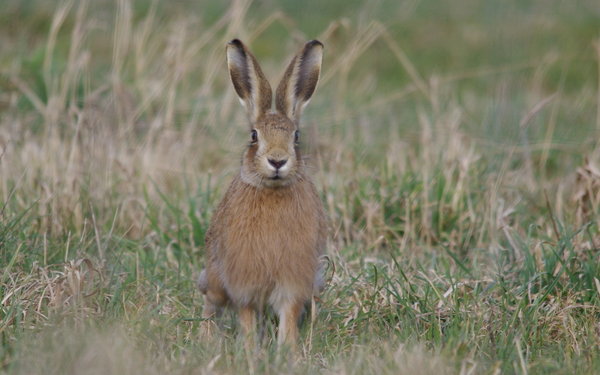 hare