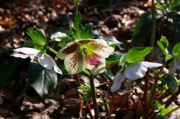 Hellebore