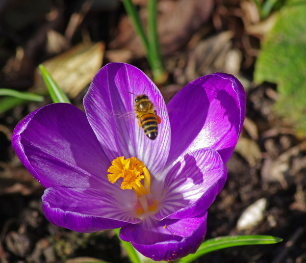 Hoverfly & Crocus