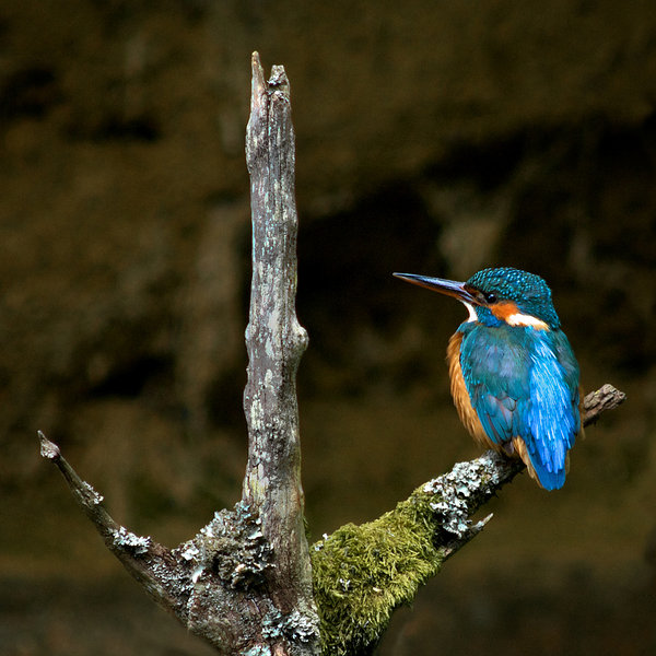 Kingfisher