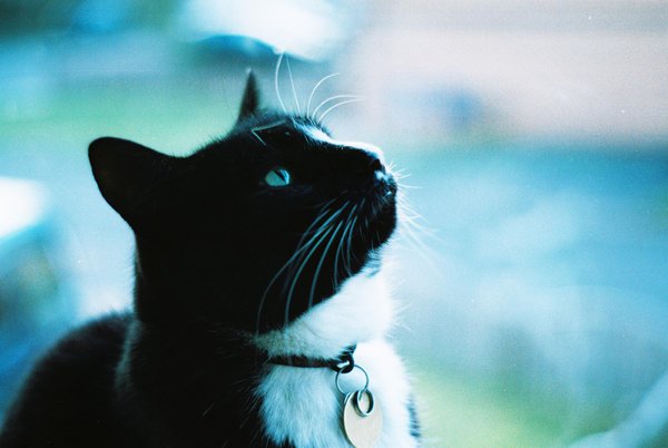 kitty