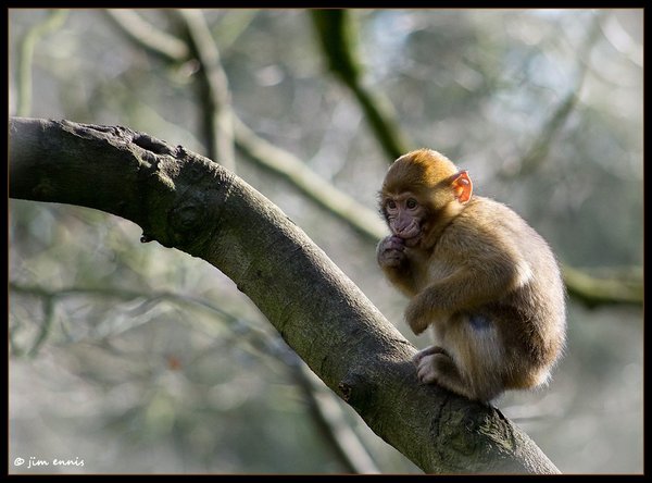 Little primate