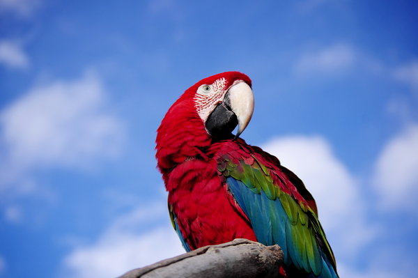 Macaw