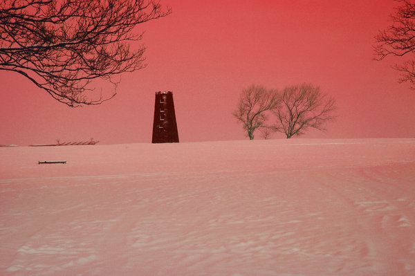magenta Winter