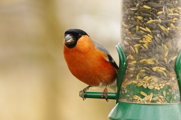 male bullfinch