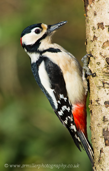 Male Great Spotted Woodpecker