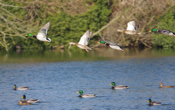 mallards