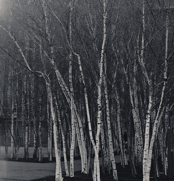Modern Trees...