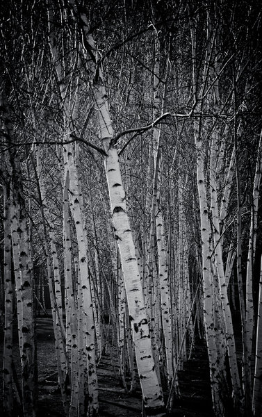 more modern trees...