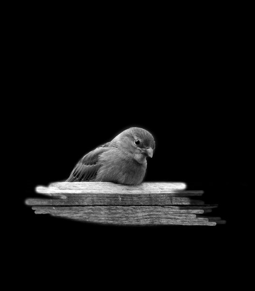 Nosy neighbour