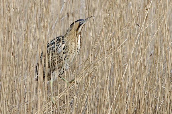 One bittern, twice shy