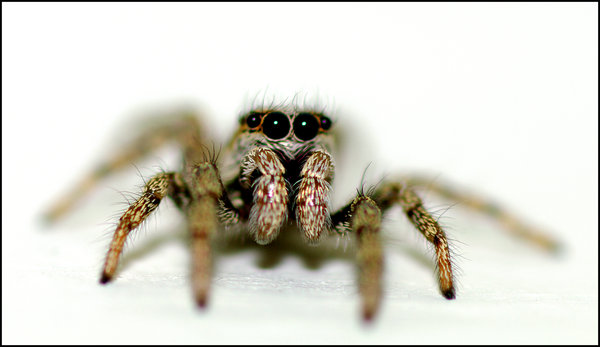 Other Spiders Are Available.......