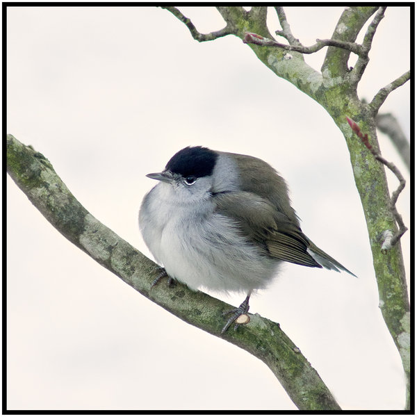 Overwintering Blackcap (Sylvia atricapilla)