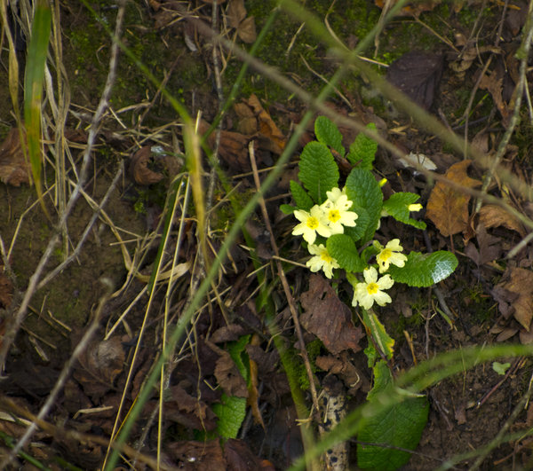 Primroses