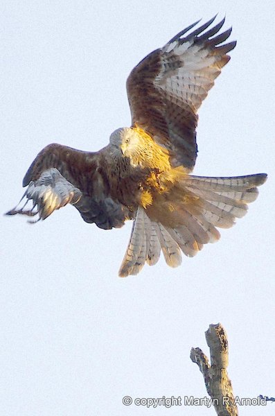 Red Kite Take-off!