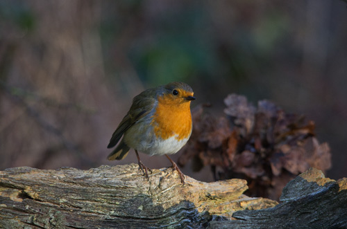 Robin