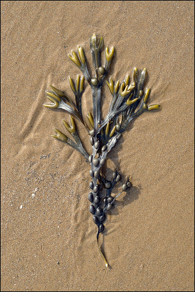 Sea Weed Arranged by the Falling Tide