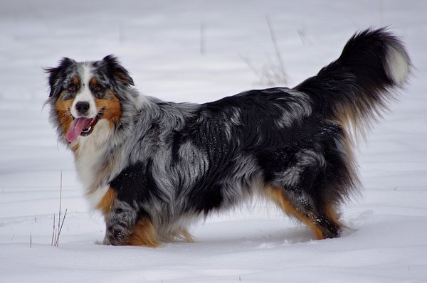 Snow dog