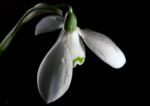 snowdrop