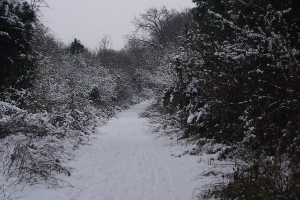 Snowscene