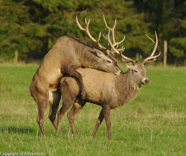 Stags