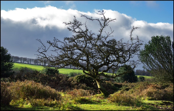 Stripped Bare