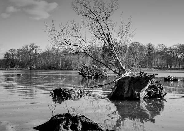 Stumps