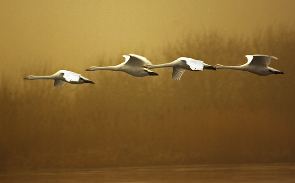 Swans