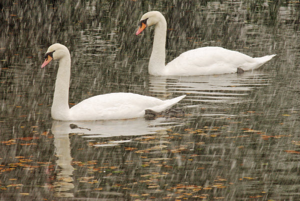 Swanstorm