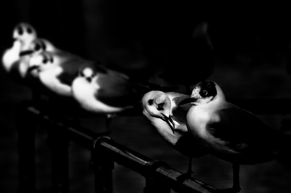 The birds