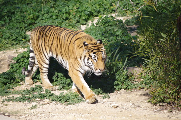 Tiger taken at wildlife park in tunisia