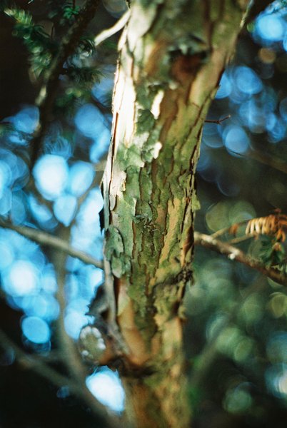 tree branch