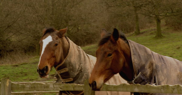 Two beautiful Horses