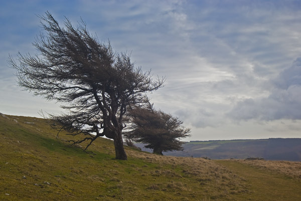 Wind swept trees