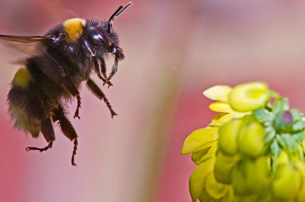 Winter Bee