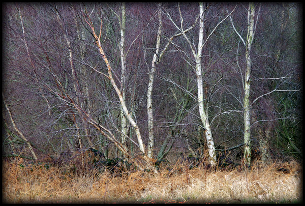 Winter Birches