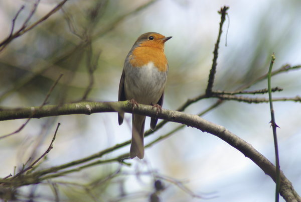 Winter Robin