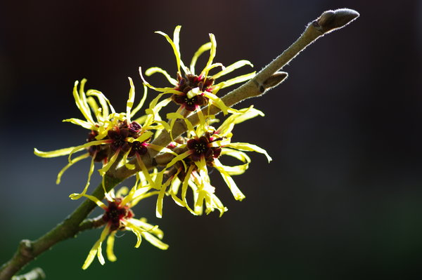 Witch Hazel