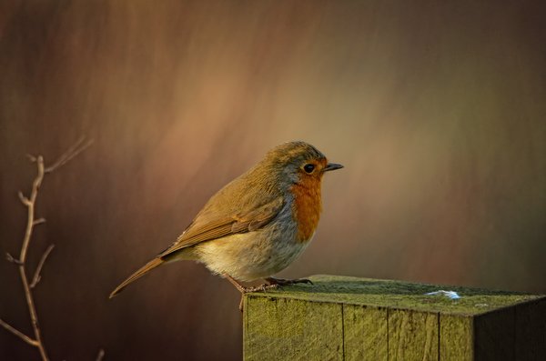 Wooden post..