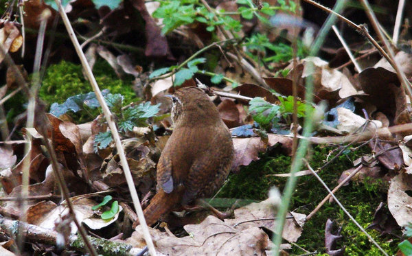 wren