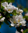 Apple Blossom border=