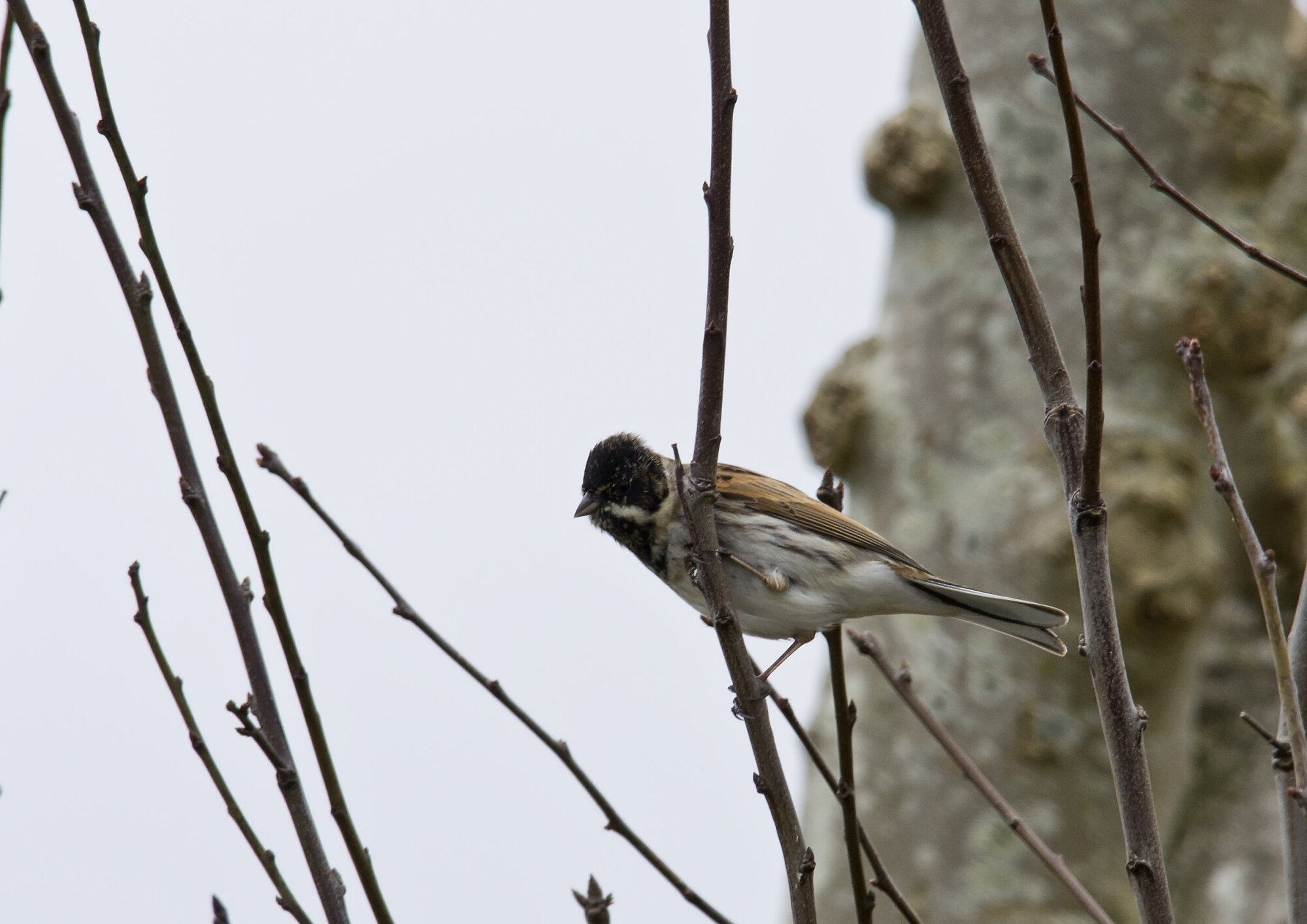 Blackcap?
