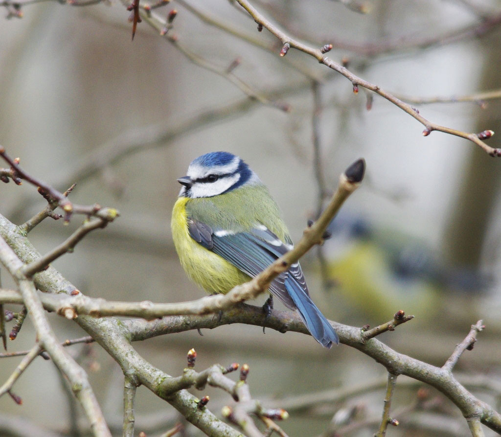 blue tit