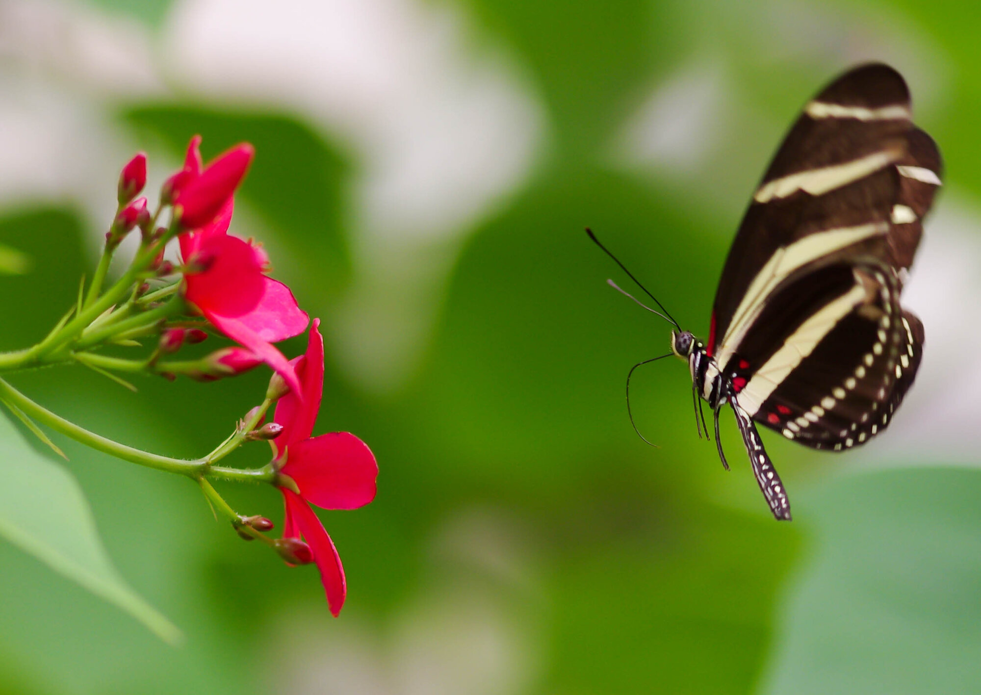 Butterfly in flight