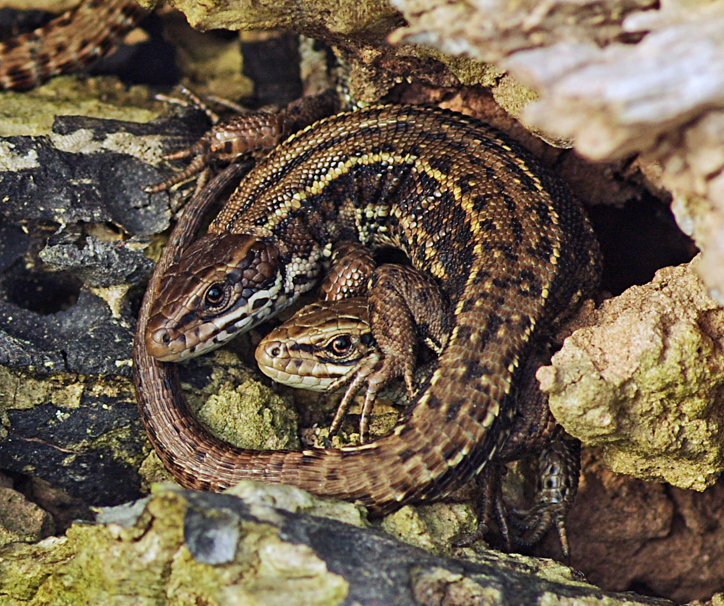 Common Lizards