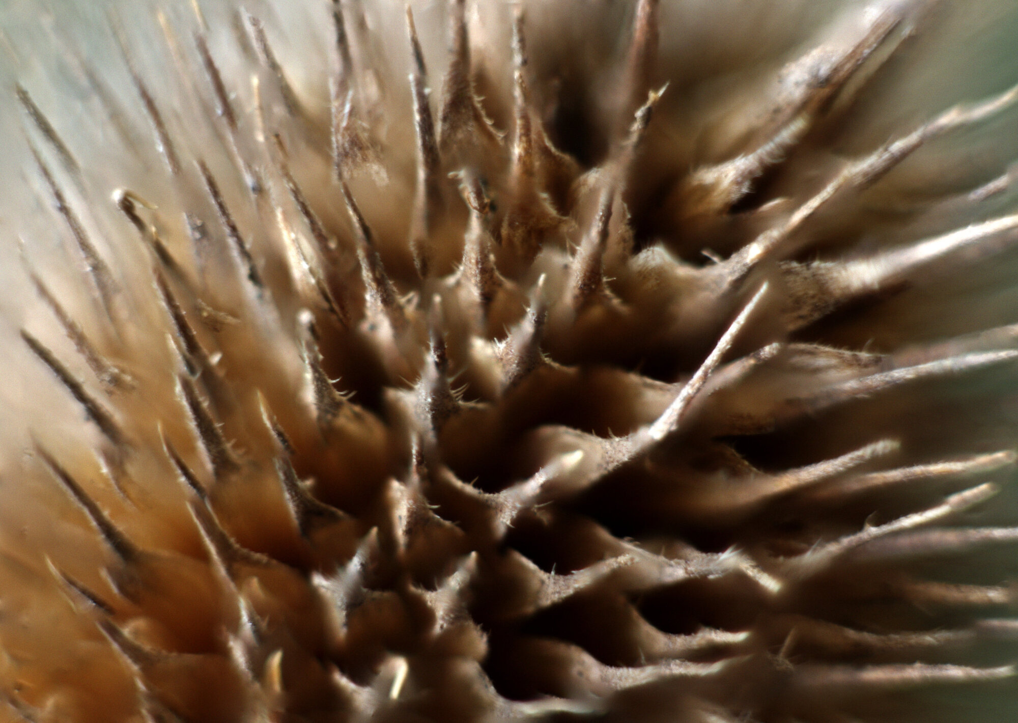 Common Teazle