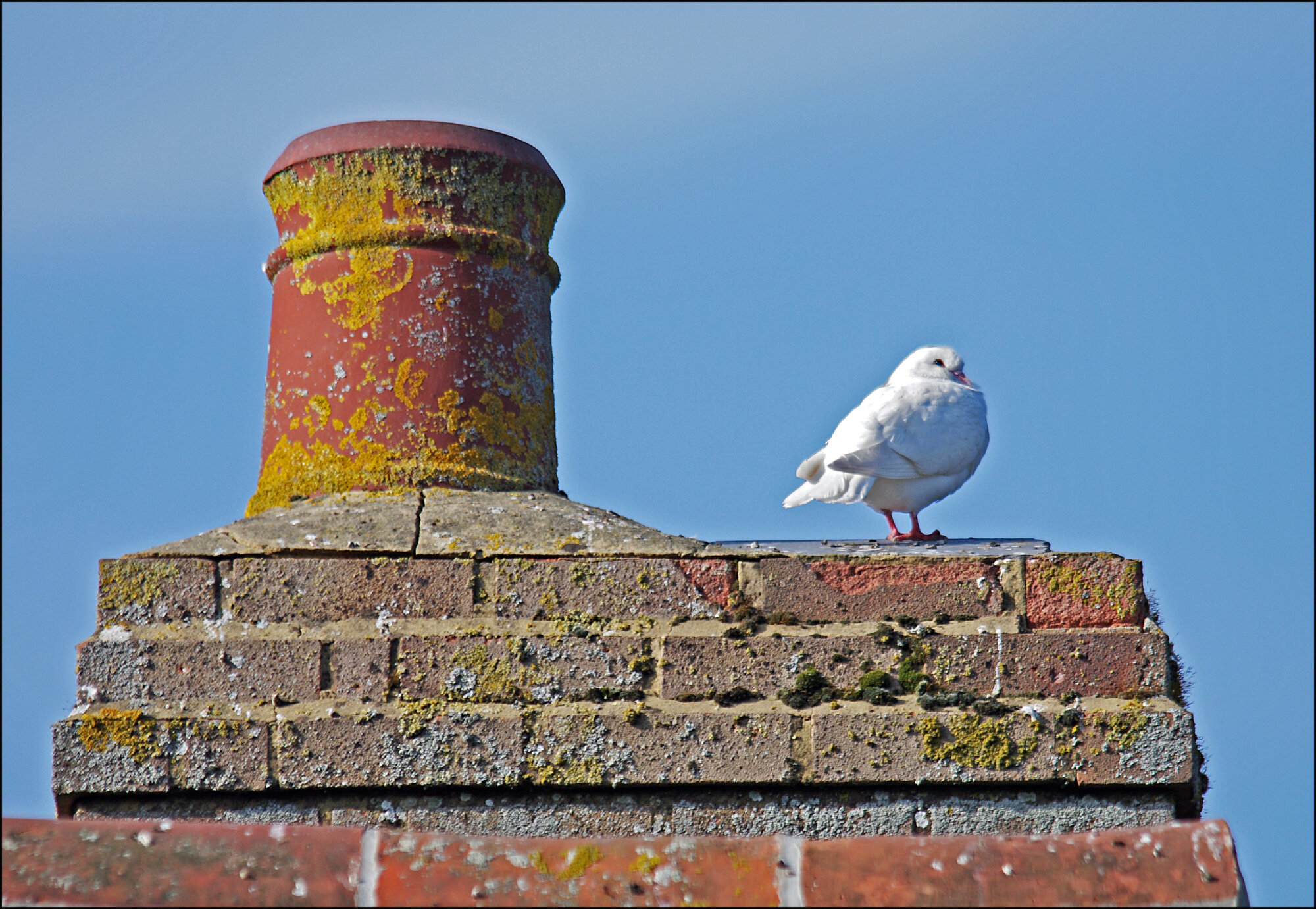 Dove Pot
