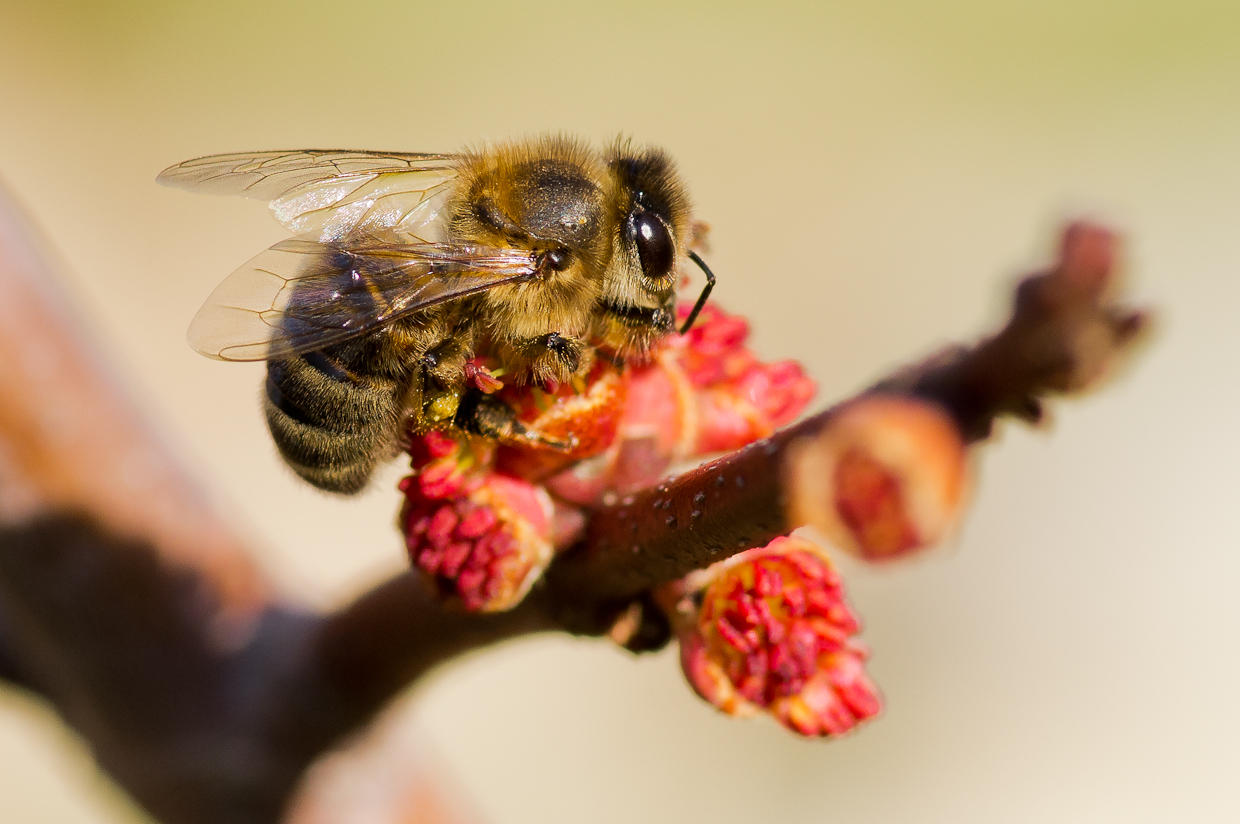 First Macro of the Year